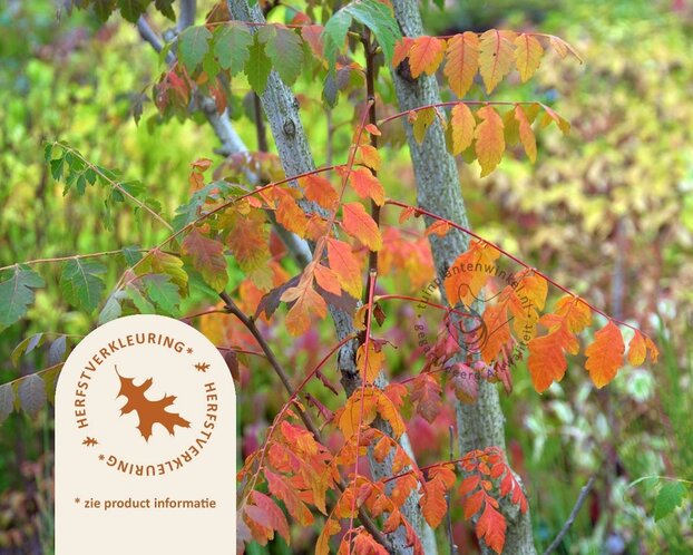 Koelreuteria paniculata - hoogstam