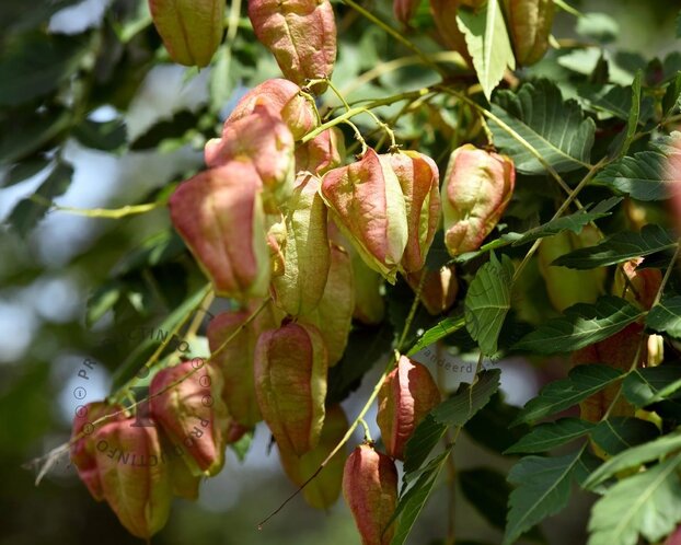 Koelreuteria paniculata - hoogstam