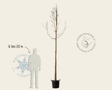 Koelreuteria paniculata - hoogstam