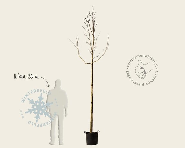 Koelreuteria paniculata - hoogstam