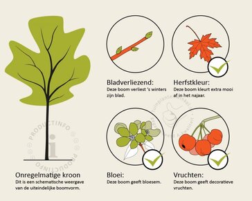 Koelreuteria paniculata - hoogstam