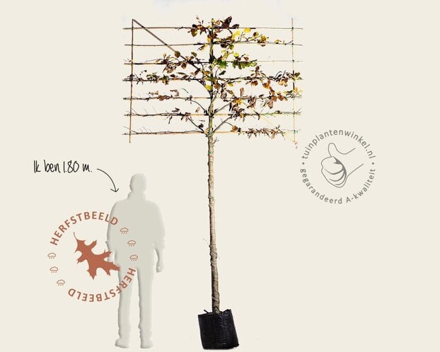 Groene leibeuk - Rek 200x130 cm - pakket 2 stuks