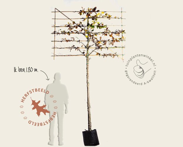 Groene leibeuk - Rek 200x130 cm