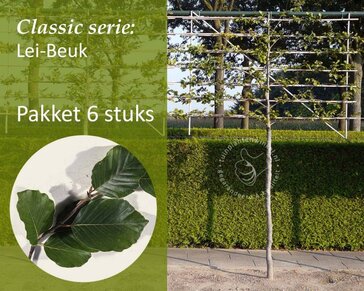 Groene leibeuk - Rek 200x130 cm - pakket 6 stuks