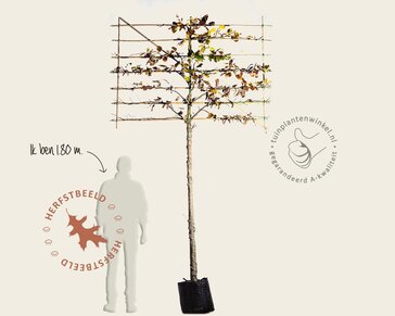 Groene leibeuk - Rek 200x130 cm - pakket 6 stuks