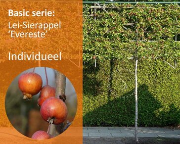 Malus evereste leiboom - Rek 180x110 cm