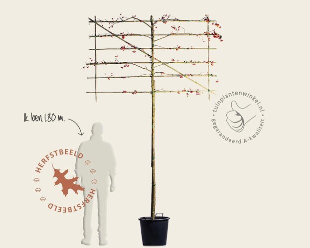 Malus evereste leiboom - Rek 180x110 cm - pakket 3 stuks