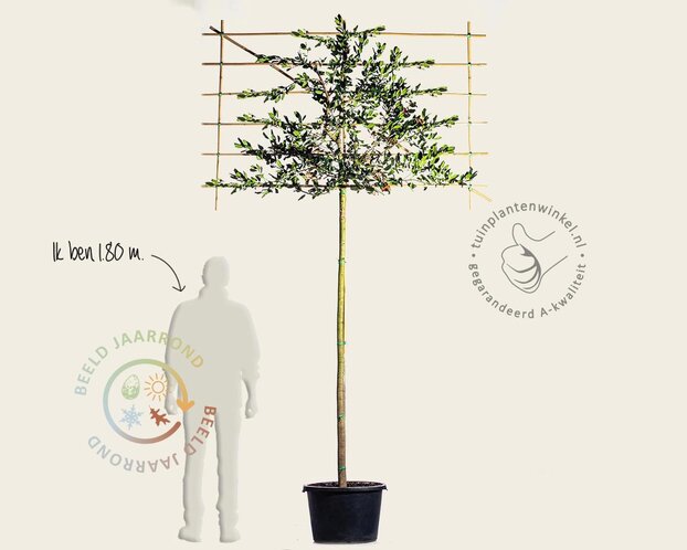 Leihulst - Rek 180x110 cm - pakket 4 stuks