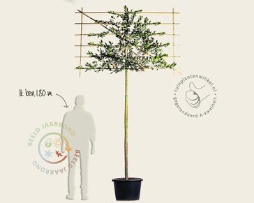 Leihulst - Rek 180x110 cm - pakket 2 stuks