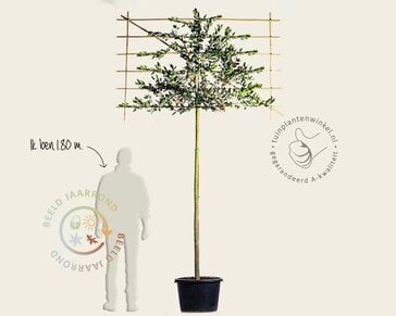 Leihulst - Rek 180x110 cm - pakket 6 stuks