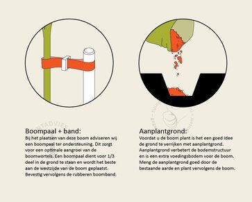Glansmispel leiboom - Rek 180x110 cm - pakket 2 stuks