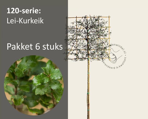 Kurkeik leiboom - Rek 120x120 cm - pakket 6 stuks