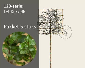 Kurkeik leiboom - Rek 120x120 cm - pakket 5 stuks