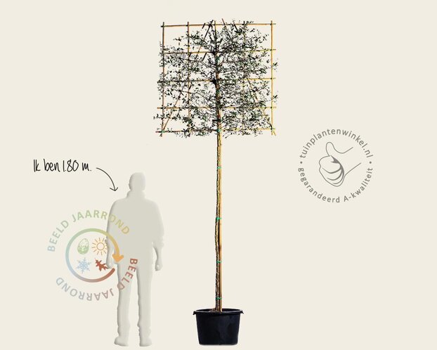 Kurkeik leiboom - Rek 120x120 cm - pakket 5 stuks