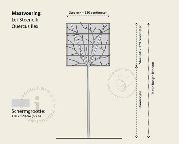 Kurkeik leiboom - Rek 120x120 cm - pakket 4 stuks