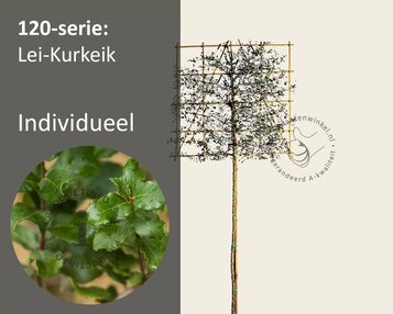 Kurkeik leiboom - Rek 120x120 cm image