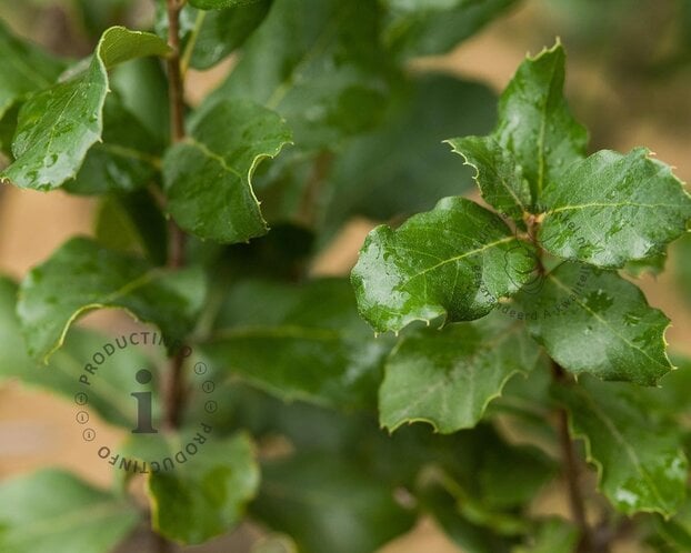 Kurkeik leiboom - Rek 120x120 cm