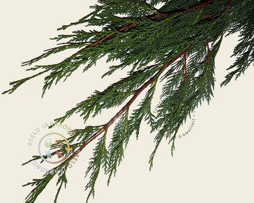 Leiconifeer - Rek 120x120 cm - pakket 4 stuks