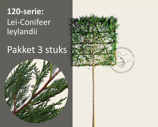 Leiconifeer - Rek 120x120 cm - pakket 3 stuks