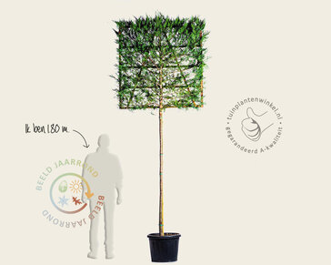 Leiconifeer - Rek 120x120 cm - pakket 3 stuks