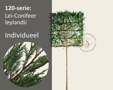 Leiconifeer - Rek 120x120 cm