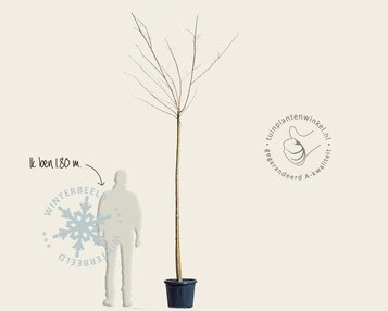 Prunus yedoensis - op stam image