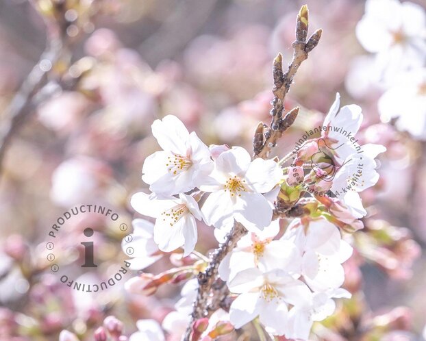 Prunus yedoensis - op stam