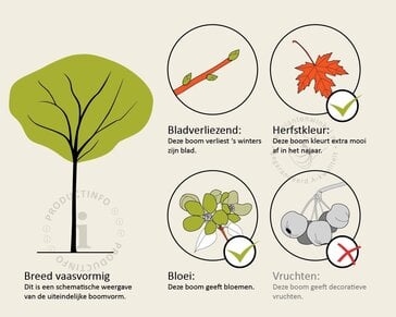 Prunus yedoensis - op stam
