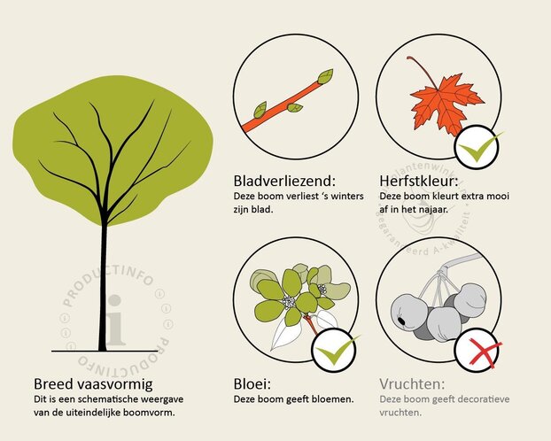 Prunus yedoensis - op stam