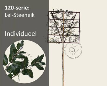 Steeneik leiboom - Rek 120x120 cm