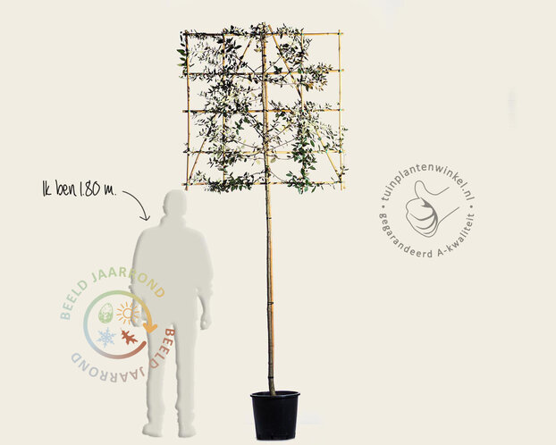 Steeneik leiboom - Rek 120x120 cm - pakket 3 stuks