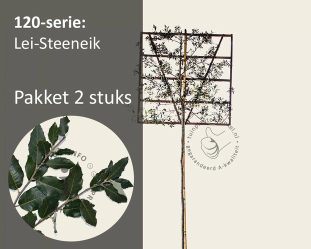 Steeneik leiboom - Rek 120x120 cm - pakket 2 stuks