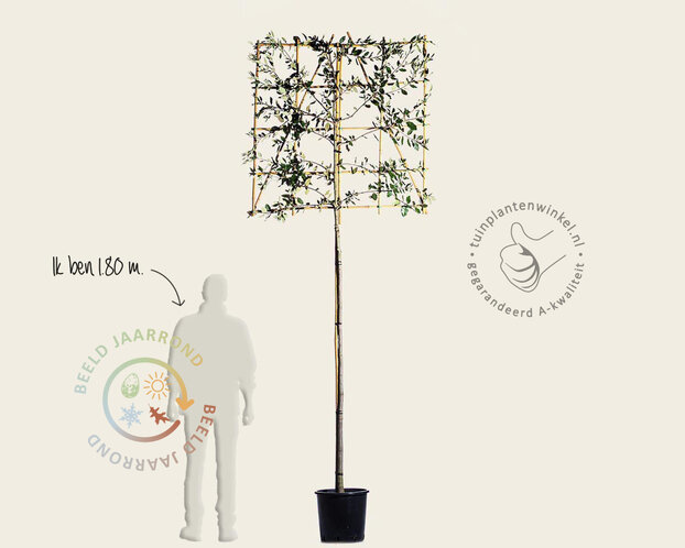 Steeneik leiboom - Rek 120x120 cm - pakket 2 stuks