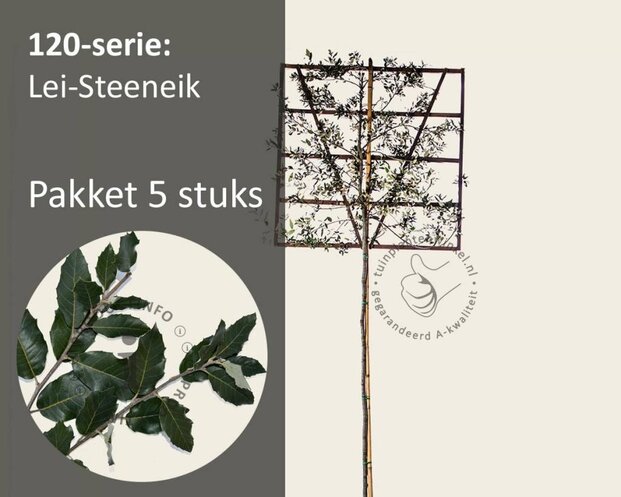 Steeneik leiboom - Rek 120x120 cm - pakket 5 stuks