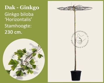 Ginkgo dakboom image