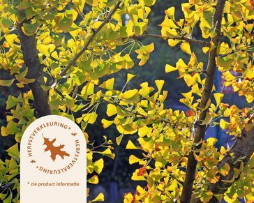 Ginkgo dakboom