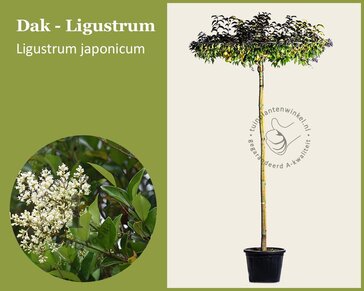 Ligustrum japonicum dakboom