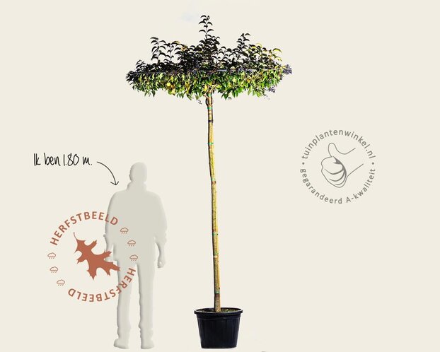 Ligustrum japonicum dakboom