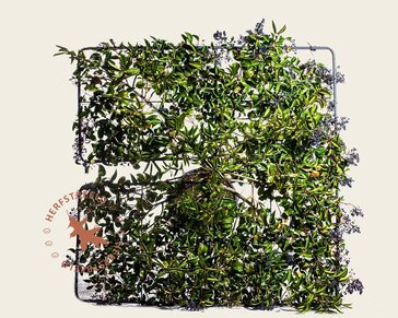 Ligustrum japonicum dakboom