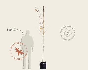 Zelkova serrata 'Green Vase' - hoogstam image