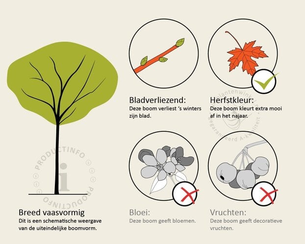 Zelkova serrata 'Green Vase' - hoogstam