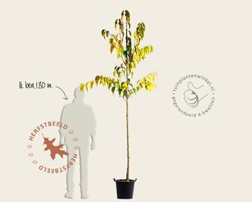 Poliothyrsis sinensis - hoogstam