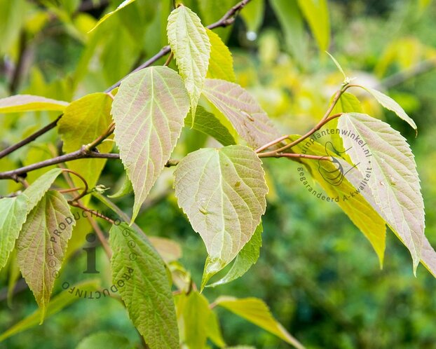 Poliothyrsis sinensis - hoogstam