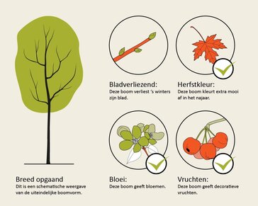 Poliothyrsis sinensis - hoogstam