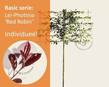 Glansmispel leiboom - Rek 180x110 cm image