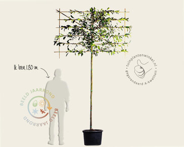 Glansmispel leiboom - Rek 180x110 cm