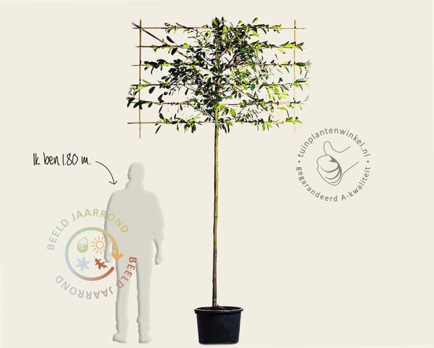 Glansmispel leiboom - Rek 180x110 cm