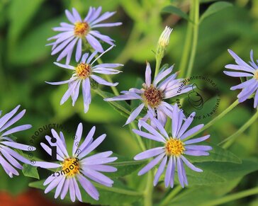 Aster macrophyllus 'Twilight'