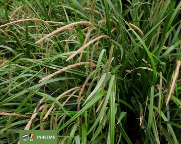 Carex pendula
