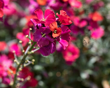 Erysimum ‘Red Jep’
